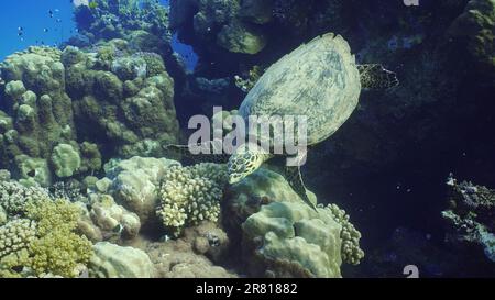 Der Blick von oben auf Hawksbill Sea Turtle oder Bissa (Eretmochelys imbricata) ernährt sich von harten Korallen auf einem wunderschönen tropischen Riff, Rotes Meer, Ägypten Stockfoto