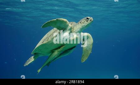 Große grüne Meeresschildkröte (Chelonia mydas), die im blauen Ozean schwimmt, Rotes Meer, Ägypten Stockfoto