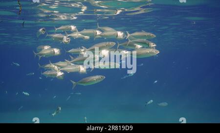 Gruppe von Makrelen mit offenem Maul schwimmen unter der Oberfläche in blauem Wasser. Stiefel indischer Makrele (Rastrelliger Kanagurta) Schwimmen mit offenem Maul, Rammbock fe Stockfoto