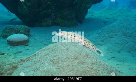 Sandperche auf sandigem Boden. Gesprenkelter Sandbarsch oder Schwarzschwanzgrubber (Parapercis hexophtalma) liegt auf hügeligem Sand und Meeresboden in der Tiefe, rotes Meer, Ägypten Stockfoto