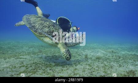 Scubadiver filmt Meeresschildkröte schwimmt bis zum Meeresboden. Männlicher wassermann dreht Video Grüne Meeresschildkröte (Chelonia mydas) Tauchen auf Seegraswiesen, Rotes Meer, z. B. Stockfoto