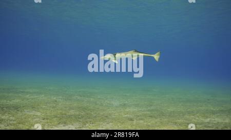 Gemeiner Remora-Fisch schwimmt im blauen Wasser. Lonely Sucker Fish schwimmt in einer Wassersäule in flachem Wasser in Sonnenlicht, rotes Meer, Ägypten Stockfoto