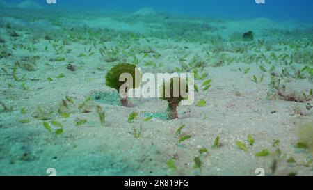 Einsamer Fan-grüner Seetang (Avrainvillea erecta) auf sandigem Grund tagsüber, rotes Meer, Ägypten Stockfoto