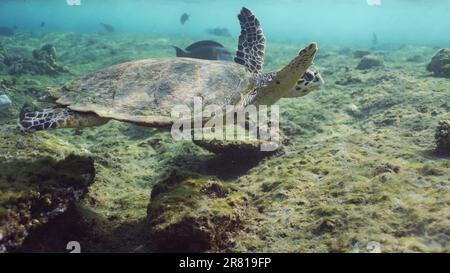 Hawksbill Sea Turtle oder Bissa (Eretmochelys imbricata) Schwimmen begleitet von Rotmeer Clown Chirurgen (Acanthurus sohal) unter den Wellen, Rotes Meer, Stockfoto