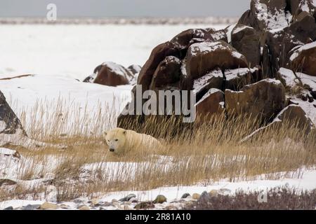 Einsamer Eisbär ruht im hohen Gras im Schutz einiger großer Felsen, Hudson Bay, Churchill, Manitoba Stockfoto