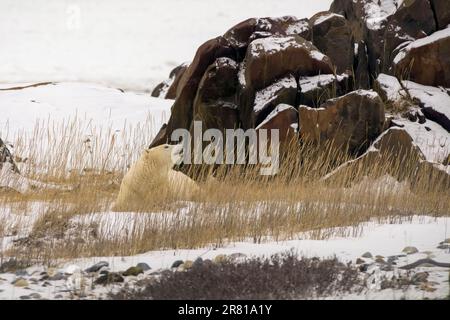 Der Eisbär im hohen toten Gras erhebt seine Nase, um die Brise zu testen: Hudson Bay, Churchill, Manitoba Stockfoto