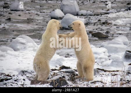 Tanzende Eisbären, Seal River, Manitoba Stockfoto