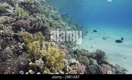 Rotes Meer, Ägypten. 17. Juni 2023. Farbenfrohes Korallenriff mit tropischen Fischen an einem sonnigen Tag, Rotes Meer, Ägypten (Bild: © Andrey Nekrasov/ZUMA Press Wire) NUR REDAKTIONELLE VERWENDUNG! Nicht für den kommerziellen GEBRAUCH! Stockfoto