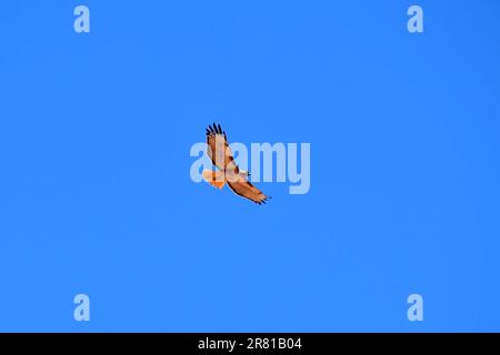 Rotschwanzfalke, Rotschwanzbussard, Buse à Queue rousse, Buteo jamaicensis, Monument Valley, Tsé Biiʼ Ndzisgaii, Navajo Nation Reservation, USA Stockfoto