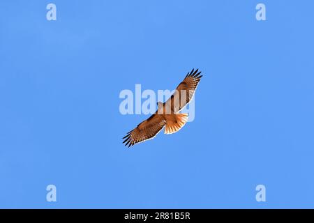 Rotschwanzfalke, Rotschwanzbussard, Buse à Queue rousse, Buteo jamaicensis, Monument Valley, Tsé Biiʼ Ndzisgaii, Navajo Nation Reservation, USA Stockfoto