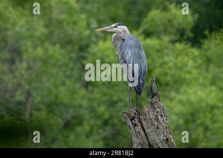 Großer blauer Reiher, der auf einem gebrochenen oder zerbrochenen Baum sitzt. Stockfoto