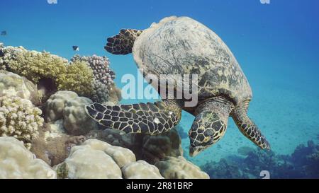 Rotes Meer, Ägypten. 17. Juni 2023. Draufsicht auf Hawksbill Sea Turtle oder Bissa (Eretmochelys imbricata) ernährt sich von harten Korallen auf einem wunderschönen tropischen Riff, Rotes Meer, Ägypten (Kreditbild: © Andrey Nekrasov/ZUMA Press Wire) NUR REDAKTIONELLE VERWENDUNG! Nicht für den kommerziellen GEBRAUCH! Stockfoto