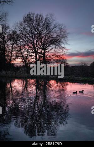 River Wey Sonnenuntergang Sonnenuntergang mit zwei Stockenten auf dem Weg zu ihrem Nachtschutzgebiet River Wey Ripley Surrey UK Stockfoto