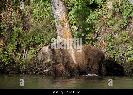 Grizzly-Jungtier spazieren entlang der Küste, Chilko Lake, BC Stockfoto