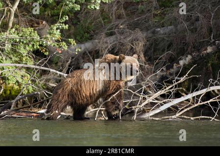Alarmieren Sie weibliche Grizzly mit Füßen auf einem kleinen Ast, Chilko Lake, BC Stockfoto