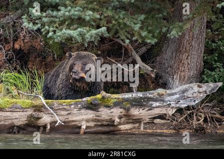 Grizzlybär im Wald, der einen Lachs am Chilko River, BC, beendet Stockfoto