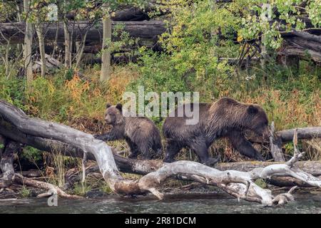 Mutter Grizzly und Jährling Junges gehen in entgegengesetzte Richtungen auf toten Stämmen, Chilko River, BC Stockfoto