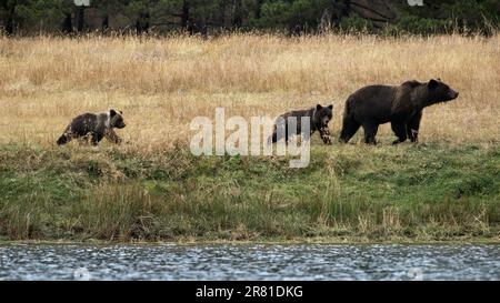 Dunkle Grizzly-Mutter und ihre zwei einjährigen Jungen im Herbstgras, Chilko River, BC Stockfoto