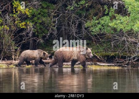 Jungtier folgt Mutter Grizzly entlang der Küste mit Herbstlaub, Chilko Lake, BC Stockfoto