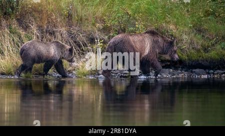 Grizzly-Mutter und Junges, die entlang der Küste, Chilko Lake, BC spazieren Stockfoto