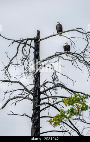 Ein Paar Weißkopfseeadler in einem großen toten Baum, Chilko River, BC Stockfoto