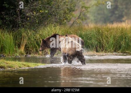 Wassertröpfchen fliegen wie ein Grizzly-Junges nach dem Schwimmen, Chilko Lake, BC Stockfoto