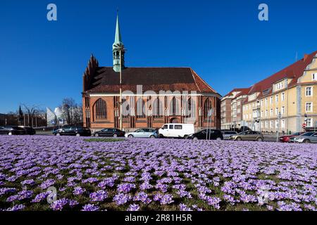 Polen, Szczecin - Polnischer Frühling, blühende Krokusse, violette Blumen im Stadtpark und in der Flugzeuggasse, wunderschöner Frühling Stockfoto