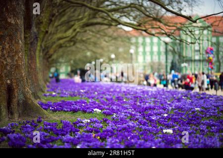 Polen, Szczecin - Polnischer Frühling, blühende Krokusse, violette Blumen im Stadtpark und in der Flugzeuggasse, wunderschöner Frühling Stockfoto