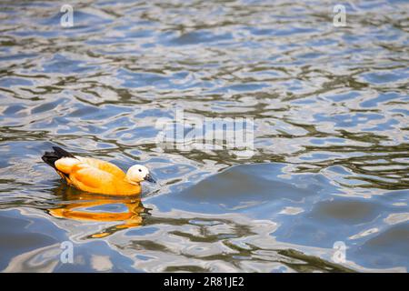 Ogar oder Rotente lat. Tadorna ferruginea ist ein Wasserhuhn der Entenfamilie, das mit der Shelente verwandt ist. Orange-braunes Gefieder ist charakteristisch Stockfoto