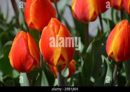 Orange und gelbe Tulpen Stockfoto
