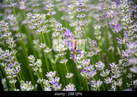 Die Fertigstellung einer westlichen Honigbiene (APIs mellifera), die sich in den ersten Tagen der Blüte im Juni auf einem Lavendelfeld ernährt. Horizontales Bild mit selektivem FOC Stockfoto