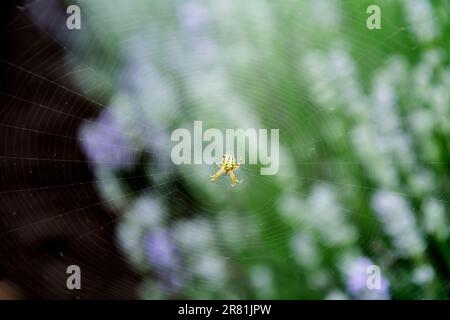 Nahaufnahme einer kleinen gelben Spinne (Neoscona adianta), die in den ersten Tagen der Blüte im Juni auf einem Spinnennetz sitzt. Horizontales Bild mit selektivem FOC Stockfoto