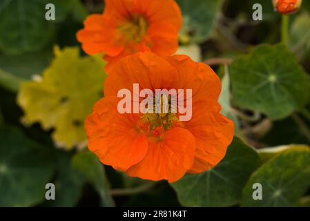 Nahaufnahme von Nasturtium Juwelen Blumen. Stockfoto