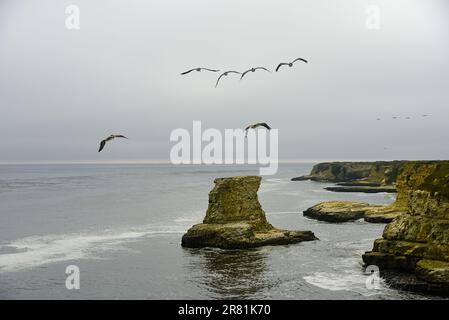 Felsige Küste mit schwarzen Pelikanen, die am bewölkten Himmel fliegen. Stockfoto