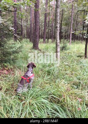 Hündchen züchtet im Wald den deutschen Shorthaired Pointer. Stockfoto