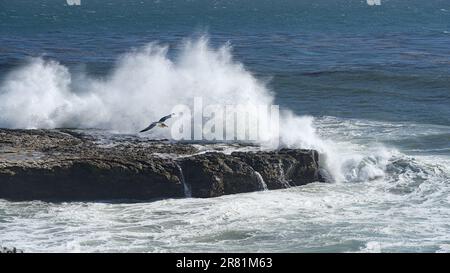 Eine Möwe, die vor dem mächtigen Spritzer wegfliegt, der von der Welle auf den Felsen erzeugt wurde. Stockfoto