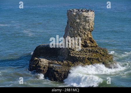 Pelikane ruhen auf den Felsen an der Küste. Stockfoto