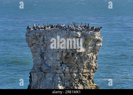 Pelikane ruhen auf den Felsen an der Küste. Stockfoto