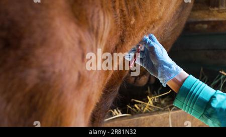 Der Tierarzt entnimmt der Kuh Blut aus dem Hals zur Analyse in einem Reagenzglas, Hände in Gummihandschuhen Nahaufnahme. Untersuchung der biochemischen Zusammensetzung des Blutes und Prüfung auf Infektionskrankheiten Leukämie, Brucellose, Tuberkulose. Stockfoto