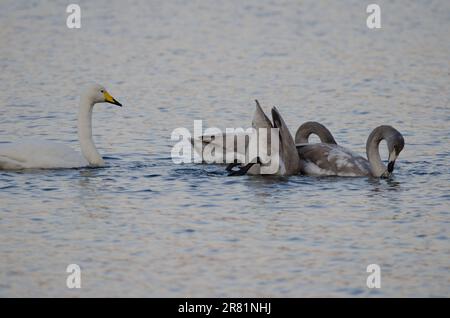 Der junge Junkie schwänzt Cygnus cygnus mit einem Erwachsenen. Akan-See. Akan-Mashu-Nationalpark. Hokkaido. Japan. Stockfoto