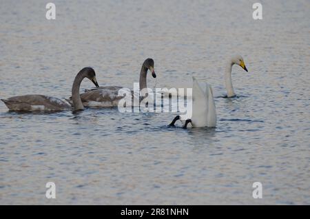 Der junge Junkie schwänzt Cygnus cygnus mit seinen Eltern. Akan-See. Akan-Mashu-Nationalpark. Hokkaido. Japan. Stockfoto