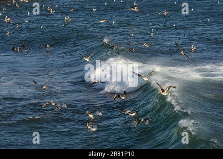 Scharen von Pelikanen, die tief über den Wellen an der Küste fliegen. Stockfoto