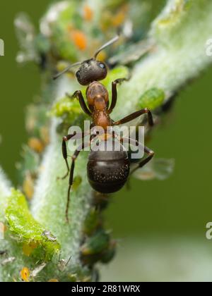 Tauchen Sie ein in die Miniaturwelt der fesselnden Kreaturen: Makromagie – Ein genauerer Blick zeigt die Schönheit und Wunder von Insekten, wo jedes Detail zu sehen ist Stockfoto