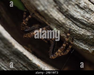 Der stille Jäger: Eine geduldige Spinne lauert in ihrem komplizierten Netz, bereit für Beute, um sich in die Nähe zu wagen, und zeigt das empfindliche Gleichgewicht der Geduld der Natur Stockfoto