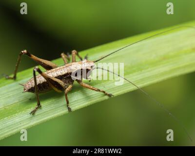 Tauchen Sie ein in die Miniaturwelt der fesselnden Kreaturen: Makromagie – Ein genauerer Blick zeigt die Schönheit und Wunder von Insekten, wo jedes Detail zu sehen ist Stockfoto