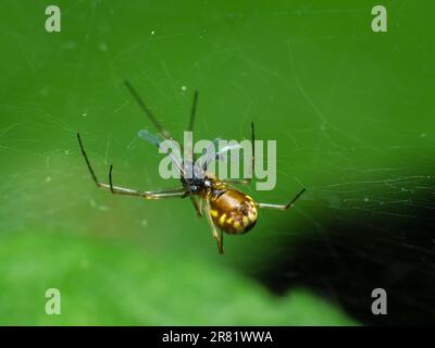 Der stille Jäger: Eine geduldige Spinne lauert in ihrem komplizierten Netz, bereit für Beute, um sich in die Nähe zu wagen, und zeigt das empfindliche Gleichgewicht der Geduld der Natur Stockfoto