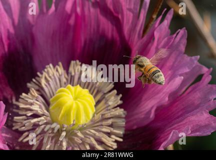 Bienen, die sich von Pollen aus atemberaubenden Mohnblumenköpfen ernähren Stockfoto