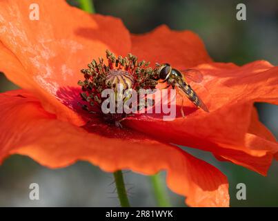 Bienen, die sich von Pollen aus atemberaubenden Mohnblumenköpfen ernähren Stockfoto