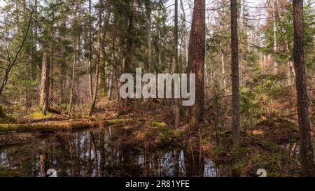 Swapy Waldstand mit gebrochenen Bäumen und stehenden Wasser um, Bialowieza Wald, Polen, Europa Stockfoto