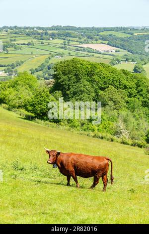 Red Devon Cow mit GPS Virtual Fence NoFence Halsband, das sie in einer virtuellen Koppel hält, High Bickington, Devon, England, Großbritannien. Stockfoto